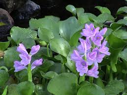 JLSB-28Sep-2018_-Water_Hyacinth