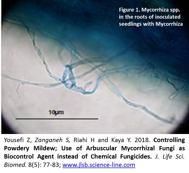 JLSB_-_Arbuscular_Mycorrhizal_Fungi