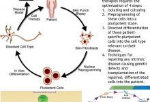 regenerative medicine, tissue engineering