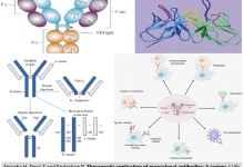 Therapeutic application of monoclonal antibodies