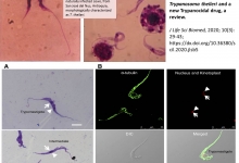 Trypanosoma_theileri_and_new_Trypanocidal_drug